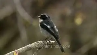 Grey Bushchat Male in Uttarakhand's hills