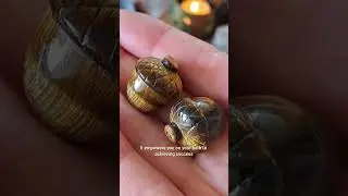 TIGERS EYE Crystal Benefits Properties & Meaning 🦁 #crystalhealing For Beginners