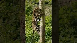 Don&rsquo;t miss this epic video 😱🔥 Cheetah VS leopard VS jaguar #cheetahreintroduction #wildwatch #bbc
