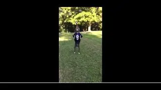Pit Bull Compilation | 2018 (Part 4)