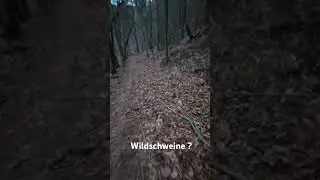 Wildschweine in Deutschland #wald #Natur #wildnis