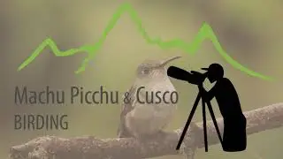 Cusco birdwatching : Green-and-white Hummingbird (Amazilia viridicauda)