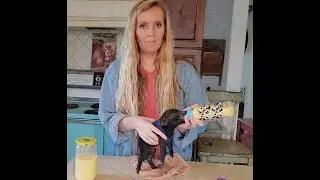 Bottle feeding a piglet! Runtley is still with us!