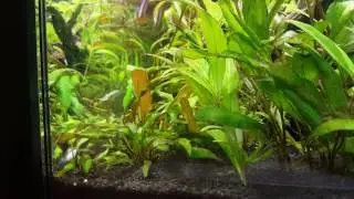 Danio choprai / Celestichthys choprae / Glowlight Danio