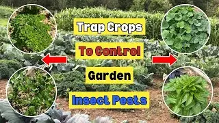 Plant Trap Crops to Control Garden Insect Pests &ndash; Better for You, Better for Your Garden!