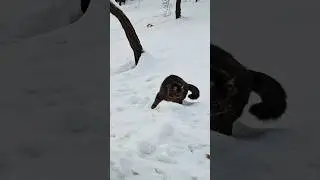 Playful Cat Wants to Go Outside &ndash; First Snow Adventure #catvideos