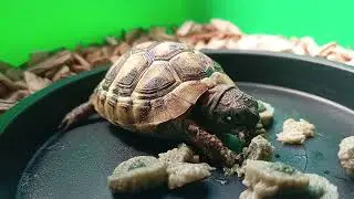 Eating ！ Hermann's tortoise ASMR