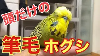 【インコ】お待たせしました‼️特集！頭だけの筆毛ホグシ‼️