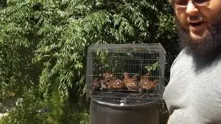 Tennessee Red Quail