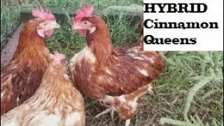 Look At These Hybrid Cinnamon Queens