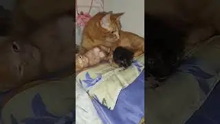 Cat Family. #cats #kittens #pets #mood #lala #chibby #коты #котята #домашниеживотные #настроение