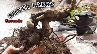 Membuat Bonsai Cascade || Silver Barry