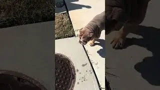 always stopping at the storm drain cap to get some water with a bowl full of water waiting. #bulldog