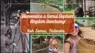 El mejor tour de 🐘  que puedes hacer en tKoh Samui, Tailandia 