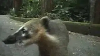 Jungle-Brasil