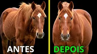 Como ENGORDAR seu CAVALO SEM GASTAR MUITO! Dicas SIMPLES e EFICIENTES!