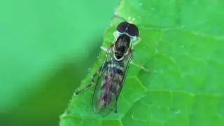 Hover Fly (Syrphidae: Toxomerus) on Leaf