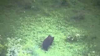 Marsican Brown Bear