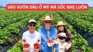 #190| LẦN ĐẦU ĐI HÁI DÂU Ở MỸ - ĂN TẠI VƯỜN MÀ PHÊ HẾT BIẾT!