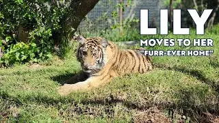 Rescued tiger Lily moves to her 