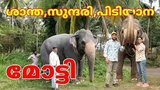 ശാന്ത സുന്ദരി പിടിയാന മോട്ടിയെ കാണാൻ കുടുംബത്തോടൊപ്പം പോയപ്പോൾ #elephant #forest #kozhikode