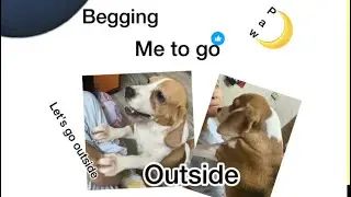 My paws 🐾❤️ #beagle #pets #dogshorts #videos #comedy 