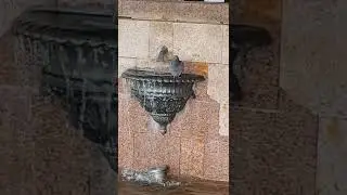 AMAZING BIRDS IN THE FOUNTAIN #shorts