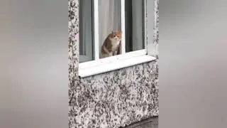 Кiт не прыгай придурок