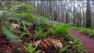 Find Your Peaceful Redwoods: Prairie Creek Trail