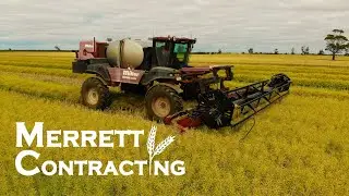 Windrowing Continues | Miller Nitro 4275