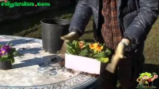 Primroses