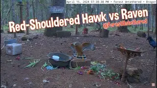 Red Shouldered Hawk vs Raven @ Forest Untethered - 4.15.24