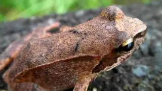 🐝 Little Brown Frog - Real Japan Monsters