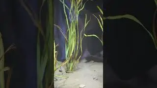 Kelp Pipefish Camouflage - Telonicher Marine Lab  #pipefish #seahorses #deepseacreatures