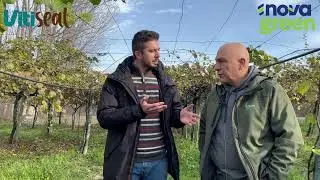 &Alpha;&pi;&omicron;&tau;&epsilon;&lambda;έ&sigma;&mu;&alpha;&tau;&alpha; Vitiseal &sigma;&epsilon; &omicron;&pi;&omega;&rho;ώ&nu;&alpha; &alpha;&kappa;&tau;&iota;&nu;&iota;&delta;&iota;ά&sigmaf;