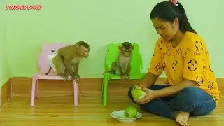 Monkey Kako With Baby Luna Sit On Chair Waiting Eat Guava Fruits