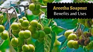 Zyrex Areetha Soapnut Tablet / Powder फायदा और उपयोग | सेवन विधि | ऑर्डर करे : +91 8779921180
