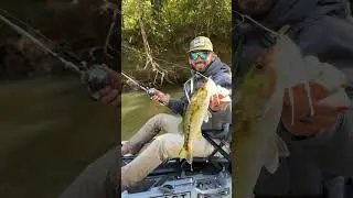 It&rsquo;s time to throw a spinner bait ! #kayakbassfishing #freshwaterfish #riverfishing #kayakangler