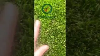 Spring Artificial Grass, Transform Outdoor Space into a Lush Green Haven! #artificialgrassfactory