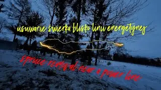 Usuwanie świerka  blisko  linii energetycznej|Spruce removal near a power line.#treefalling #spruce