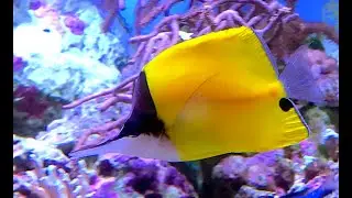 オオフエヤッコダイ　Longnose butterflyfish　Forcipiger longirostris