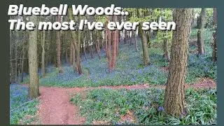 [no27] Walking through Bluebells in Clent Hills.