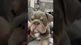 Have you ever seen a dog wake up with one eye open. #dogsofshorts #bulldog #englishbulldog #dogs