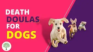 Death Doulas for Pets #deathdoula #endoflifedoula #deathpositive