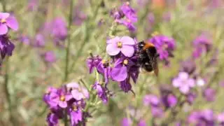 Bee on a sunny day in Kent