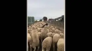 Must watch :  Dog running over sheep... (Sheep surfing Dog)