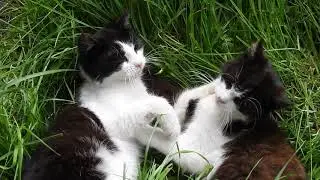 Cute Cats  Tatlı Kediler :)