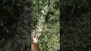 Florida Man Encounters American Mistletoe - Parasite
