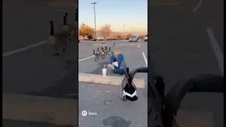 A Goose is attacking a woman