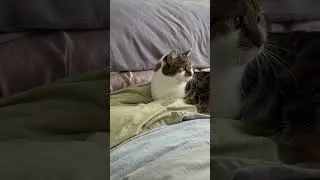 New car who dis #cat #funnycats #funnyanimal #funnycat #cute #catvideos